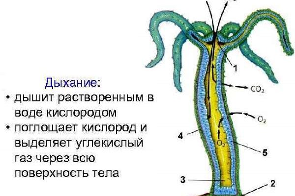Кракен клирнет ссылка