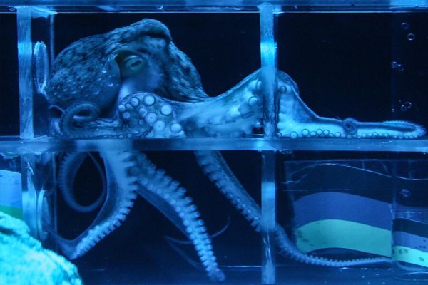 Kraken url